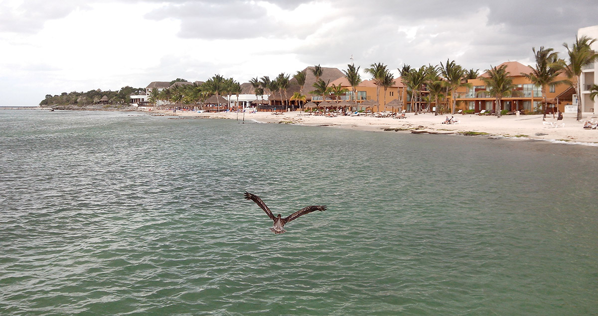 Pelícano en Cozumel